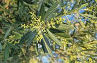 Brote aceitunas en olivar de 7000 olivas