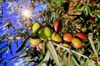 Aceitunas en envero en olivar de 7000 olivas