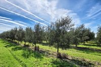 Foto olivar de 7000 olivas