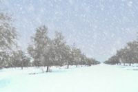 Olivar de 7000 olivas nevado