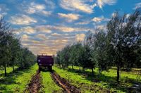Tractor en olivar de 7000 olivas