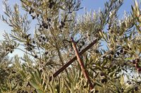 Varea en olivar de 7000 olivas