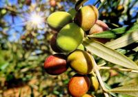 Aceituna picual en envero Aceituna picual en envero