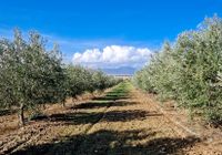 Finca Alto de las Pajas Finca Alto de las Pajas